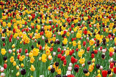 IGN粉丝会发布《匹诺曹的谎言》全新游戏玩法预告